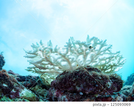 海水温上昇で白化してしまったサンゴ（エンタクミドリイシ他）ヒリゾ浜中木南伊豆町伊豆半島静岡県2024 125093069