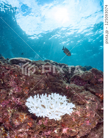 海水温上昇で白化してしまったサンゴ（エンタクミドリイシ他）ヒリゾ浜中木南伊豆町伊豆半島静岡県2024 125093074