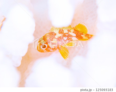 白化したサンゴに住むカスリフサカサゴの幼魚。ヒリゾ浜中木南伊豆町伊豆半島静岡県2024 125093183