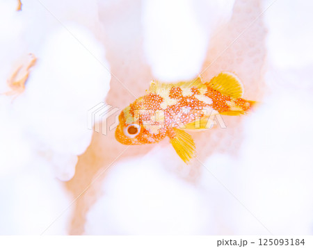 白化したサンゴに住むカスリフサカサゴの幼魚。ヒリゾ浜中木南伊豆町伊豆半島静岡県2024 125093184
