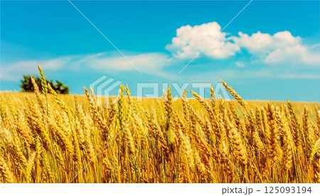 小麦 畑 空 農業 自然 イメージ 背景 壁紙 小麦 畑 空 農業 自然 イメージ 背景 壁紙 125093194