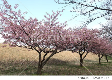 新潟県　新発田市　加治川治水記念公園の桜 125093277