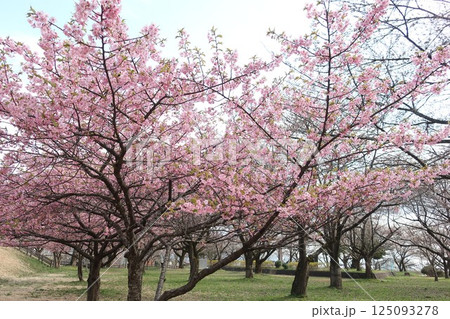 新潟県 新発田市 加治川治水記念公園の桜 新潟県 新発田市 加治川治水記念公園の桜 125093278