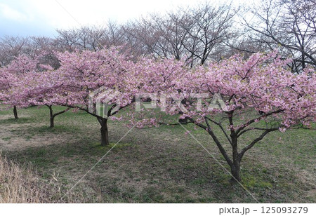 新潟県　新発田市　加治川治水記念公園の桜 125093279