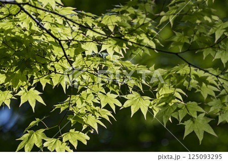 新緑のモミジの若葉と新緑 新緑のモミジの若葉と新緑 125093295