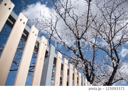 木製柵と桜 木製柵と桜 125093371