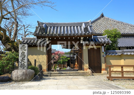 飛鳥寺 満開の紅梅 飛鳥寺 満開の紅梅 125093390