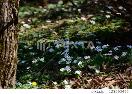 アズマイチゲの群生 アズマイチゲの群生 125093493