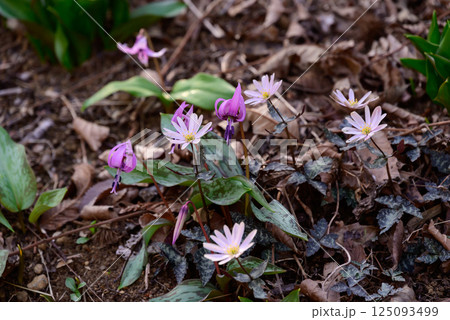 春の訪れを告げる雪割草とカタクリの花 125093499
