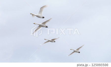 【資料：渡り鳥】越冬地で力強く飛ぶ白鳥 125093500