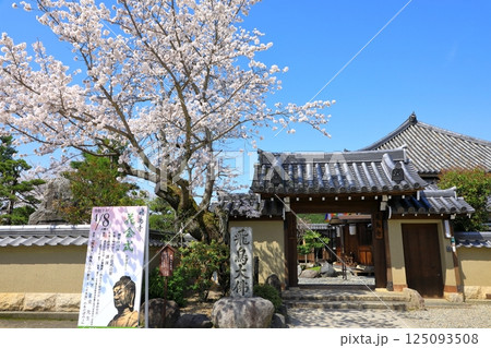 飛鳥寺 満開の桜と正門 飛鳥寺 満開の桜と正門 125093508