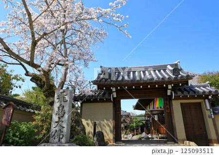 飛鳥寺　満開の桜と正門 125093511
