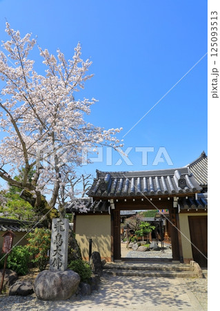 飛鳥寺　満開の桜と正門 125093513