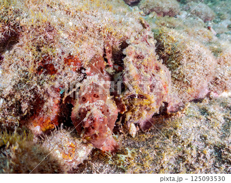 ペアでいた大きなオオモンカエルアンコウ。ヒリゾ浜中木南伊豆町伊豆半島静岡県2024 125093530