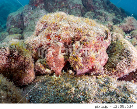 ペアでいた大きなオオモンカエルアンコウ。ヒリゾ浜中木南伊豆町伊豆半島静岡県2024 125093534