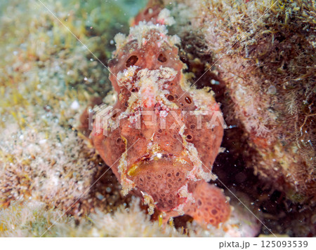 ペアでいた大きなオオモンカエルアンコウ。ヒリゾ浜中木南伊豆町伊豆半島静岡県2024 125093539