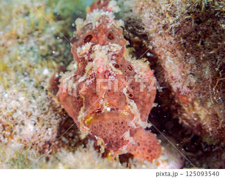 ペアでいた大きなオオモンカエルアンコウ。ヒリゾ浜中木南伊豆町伊豆半島静岡県2024 125093540