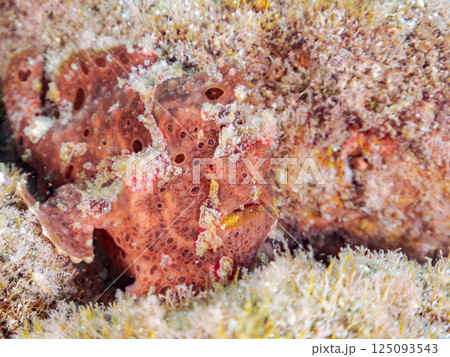 ペアでいた大きなオオモンカエルアンコウ。ヒリゾ浜中木南伊豆町伊豆半島静岡県2024 125093543