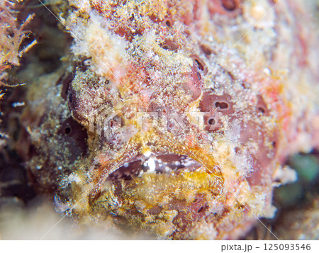 ペアでいた大きなオオモンカエルアンコウ。ヒリゾ浜中木南伊豆町伊豆半島静岡県2024 125093546