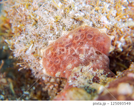ペアでいた大きなオオモンカエルアンコウ。ヒリゾ浜中木南伊豆町伊豆半島静岡県2024 125093549