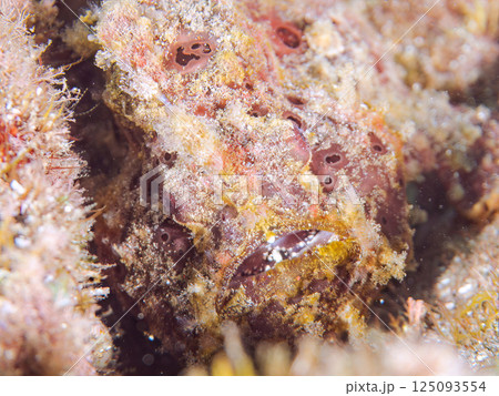 ペアでいた大きなオオモンカエルアンコウ。ヒリゾ浜中木南伊豆町伊豆半島静岡県2024 125093554