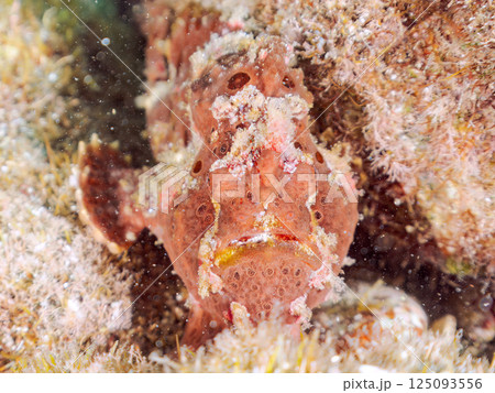 ペアでいた大きなオオモンカエルアンコウ。ヒリゾ浜中木南伊豆町伊豆半島静岡県2024 125093556