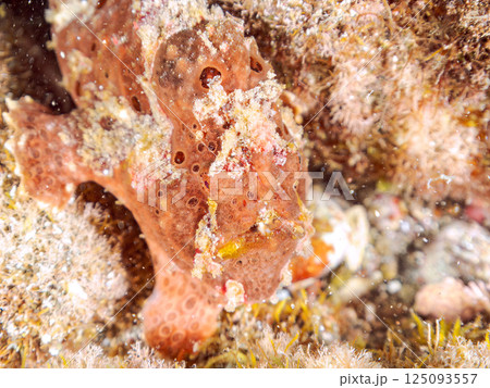 ペアでいた大きなオオモンカエルアンコウ。ヒリゾ浜中木南伊豆町伊豆半島静岡県2024 125093557