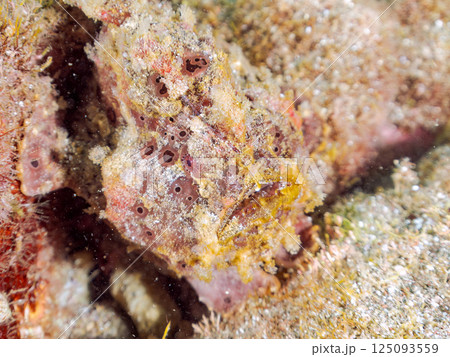 ペアでいた大きなオオモンカエルアンコウ。ヒリゾ浜中木南伊豆町伊豆半島静岡県2024 125093559