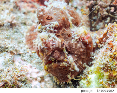 ペアでいた大きなオオモンカエルアンコウ。ヒリゾ浜中木南伊豆町伊豆半島静岡県2024 125093562