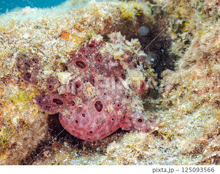 ペアでいた大きなオオモンカエルアンコウ。ヒリゾ浜中木南伊豆町伊豆半島静岡県2024 125093566