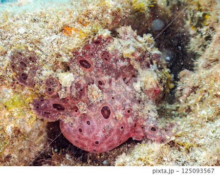 ペアでいた大きなオオモンカエルアンコウ。ヒリゾ浜中木南伊豆町伊豆半島静岡県2024 ペアでいた大きなオオモンカエルアンコウ。ヒリゾ浜中木南伊豆町伊豆半島静岡県2024 125093567