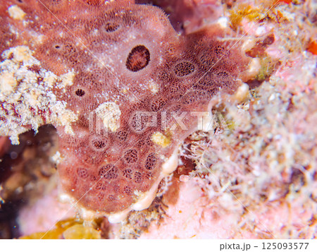 ペアでいた大きなオオモンカエルアンコウ。ヒリゾ浜中木南伊豆町伊豆半島静岡県2024 125093577