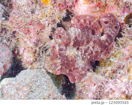 ペアでいた大きなオオモンカエルアンコウ。ヒリゾ浜中木南伊豆町伊豆半島静岡県2024 125093583