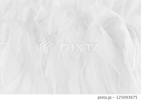 Beautiful white grey bird feathers pattern texture background. 125093675