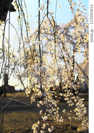 高崎市 慈眼寺 枝垂桜 高崎市 慈眼寺 枝垂桜 125093813