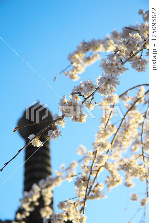 高崎市　慈眼寺　枝垂桜 125093822