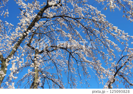 高崎市　慈眼寺　枝垂桜 125093828