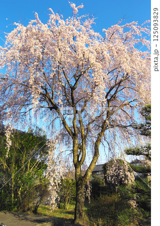 高崎市　慈眼寺　枝垂桜 125093829