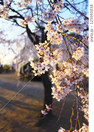 高崎市 慈眼寺 枝垂桜 高崎市 慈眼寺 枝垂桜 125093838