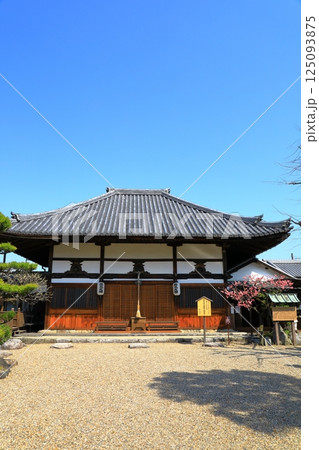 飛鳥寺　本堂と満開の紅梅 125093875
