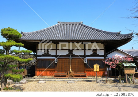 飛鳥寺　本堂と満開の紅梅 125093876