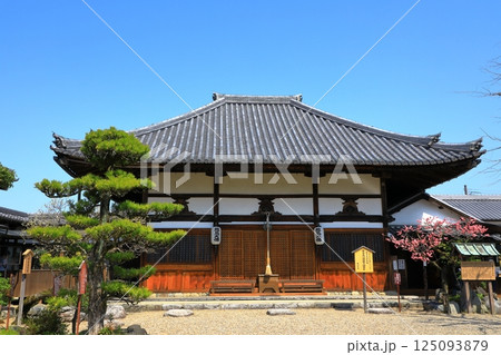 飛鳥寺　本堂と満開の紅梅 125093879