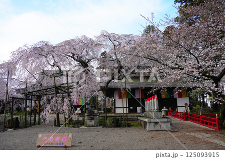 水戸大師 六地蔵寺 しだれ桜 水戸大師 六地蔵寺 しだれ桜 125093915