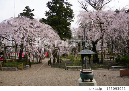 水戸大師 六地蔵寺 しだれ桜 水戸大師 六地蔵寺 しだれ桜 125093921