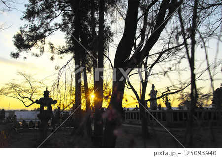 高崎市　慈眼寺　枝垂桜と夕空 125093940