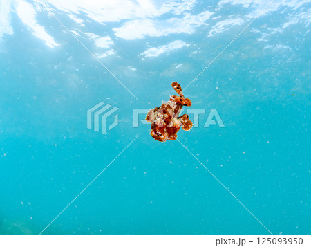 珍しく浅瀬を泳ぐオオモンカエルアンコウ。ヒリゾ浜中木南伊豆町伊豆半島静岡県2024 珍しく浅瀬を泳ぐオオモンカエルアンコウ。ヒリゾ浜中木南伊豆町伊豆半島静岡県2024 125093950