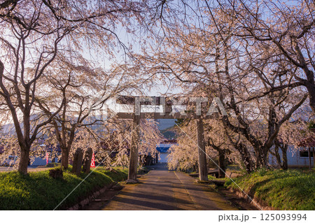 夕日を浴びた満開のしだれ桜 夕日を浴びた満開のしだれ桜 125093994