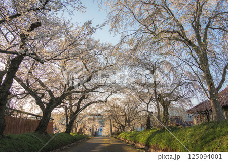 夕日を浴びた満開のしだれ桜 125094001