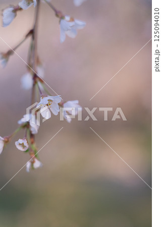 夕日を浴びた満開のしだれ桜 125094010
