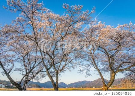 夕日を浴びた満開のしだれ桜 夕日を浴びた満開のしだれ桜 125094016